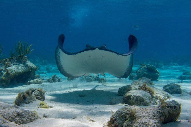 Starfish Point, Stingray City-Sandbar & Coral Gardens - Starfish Point, a gentler final stop