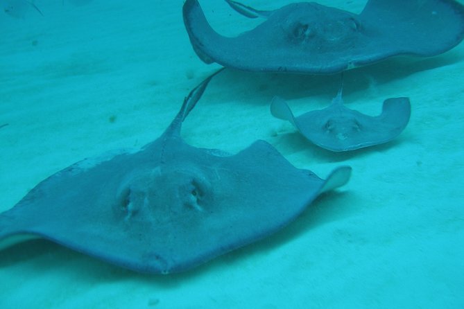 Starfish Point, Stingray City-Sandbar & Coral Gardens - What the $65 price really covers