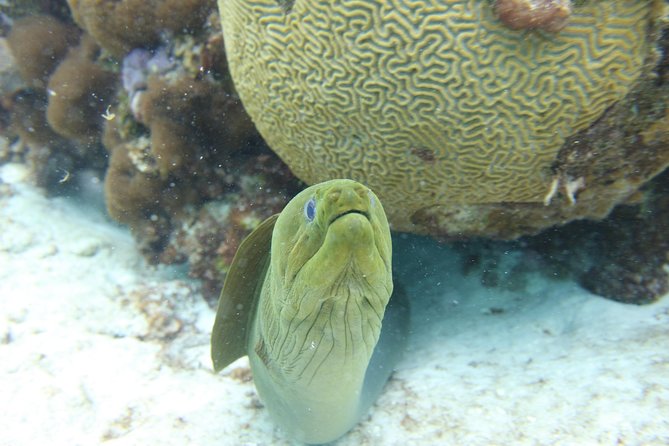 Starfish Point, Stingray City-Sandbar & Coral Gardens - How the crew shapes the experience