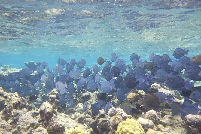 Starfish Point, Stingray City-Sandbar & Coral Gardens - Coral Gardens and the limits of the snorkel stop