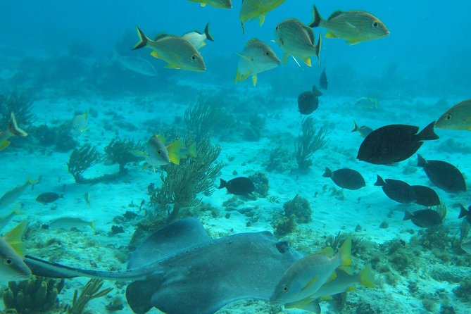 Stingray City and Snorkel Tour With Lunch - Why Stingray City is worth your half-day