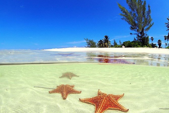 Stingray City and Starfish Experience with Coral Reef Snorkeling - Key points to know before you book