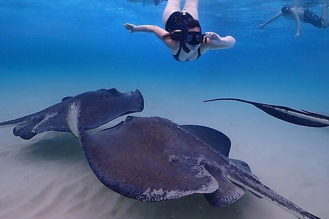 Stingray City and Starfish Experience with Coral Reef Snorkeling - What the $65 price really covers