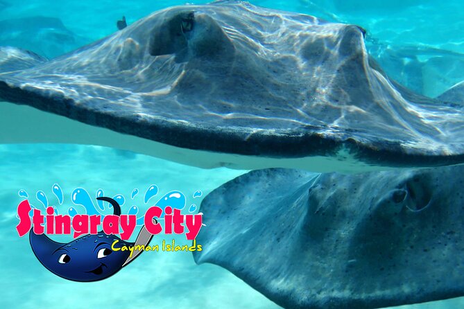 Stingray City and Starfish Experience with Coral Reef Snorkeling - Pickup and cruise-port timing need care