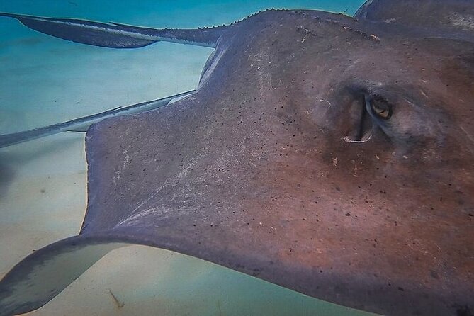 Stingray City Catamaran Sunset Tour - Why the $59 price can make sense