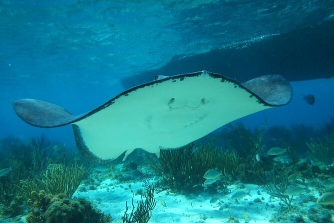 Stingray City Experience Plus One Snorkeling Stop - What the 2-hour, 45-minute schedule feels like