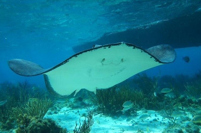 Stingray City Experience Plus One Snorkeling Stop - Photos, gear, and what to bring