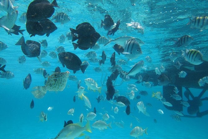Stingray City Experience Plus One Snorkeling Stop - One snorkel stop, chosen by the captain