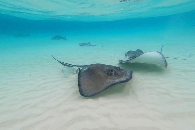 Stingray City Experience Plus Two Snorkeling spots Private Boat - Reef snorkeling at Coral Gardens or the Barrier Reef