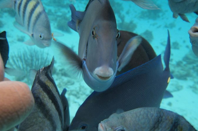 Stingray City Experience Plus Two Snorkeling Stops on Grand Cayman - What is included, and what should you pack?