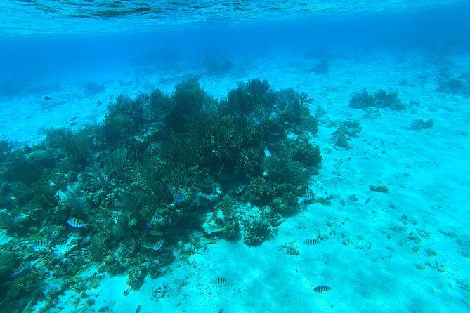 Stingray City, Star fish Point and Snorkeling Private Boat Tour - Guides who shape the experience