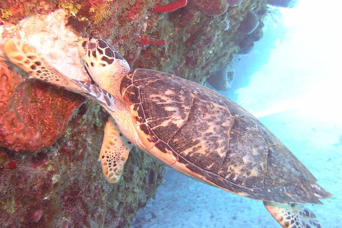 Stingray Sandbar, Snorkeling, and Starfish Point - Three Grand Cayman water experiences in one morning