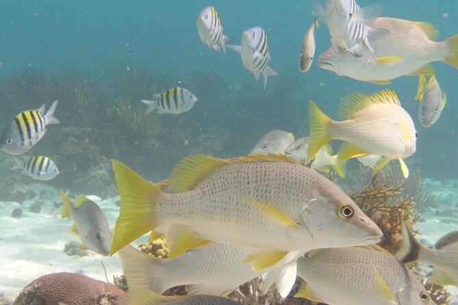 Stingray Sandbar, Snorkeling, and Starfish Point - Coral Gardens gives you the clearest look below the surface