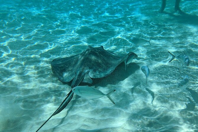 Stingray Sandbar, Snorkeling, and Starfish Point - Why the smaller boat can improve the day