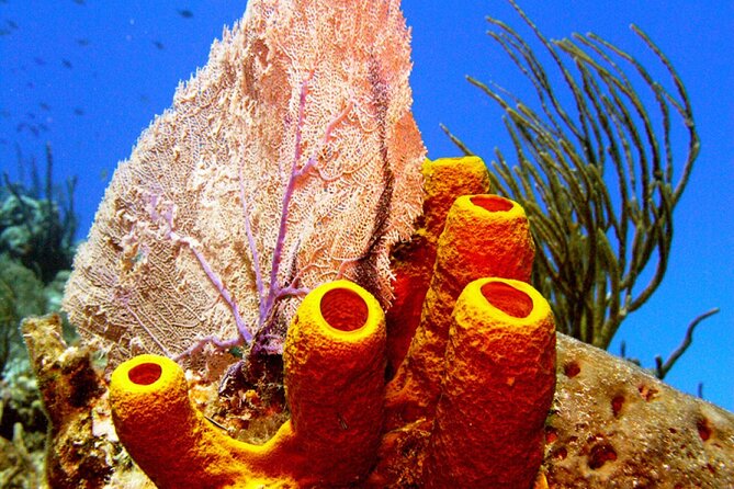 Stingray Sandbar, Snorkeling, and Starfish Point - Weather, cancellations, and planning around your schedule