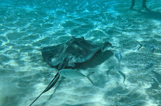 Stingray Sandbar, Snorkeling, and Starfish Point - Should you book Native Way Watersports?