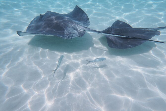 StingrayCity ,Coral Garden & Starfish Tour. - Starfish Point is shallow, gentle, and often busy