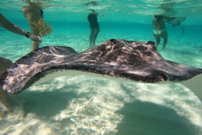 Sunrise at Stingray City, Private Tour